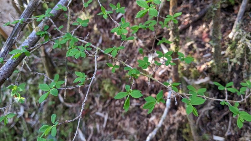 Lonicera kawakamii, photographed by Cheng-Te Hsu