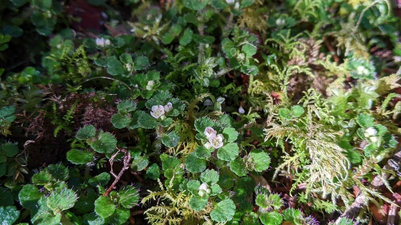 Chrysosplenium hebetatum, photographed by Cheng-Te Hsu