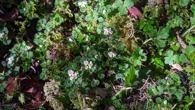 Chrysosplenium hebetatum, photographed by Cheng-Te Hsu
