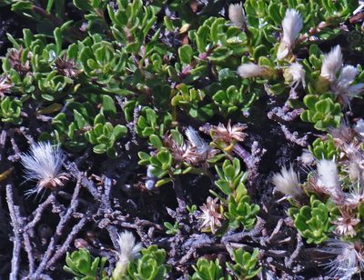 Baccharis magellanica, photographed by Hugo Hulsberg