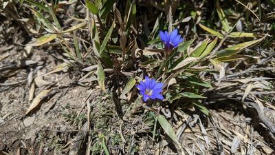 Gentiana arisanensis, photographed by Cheng-Te Hsu