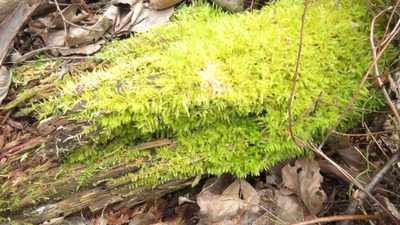 Callicladium haldaneanum, photographed by Barry Cottam