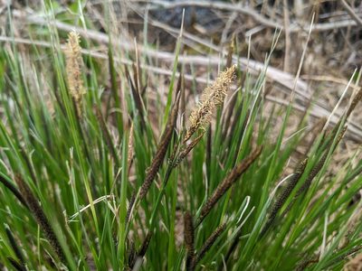 Carex stricta, photographed by Zac Peterson