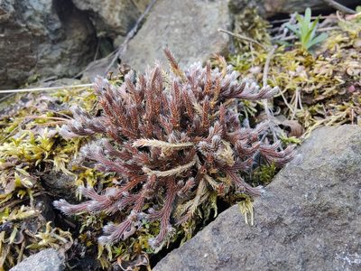 Selaginella rupestris, photographed by Gus