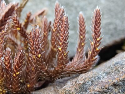 Selaginella rupestris, photographed by Gus
