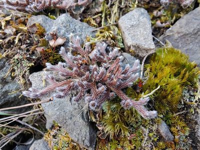 Selaginella rupestris, photographed by Gus