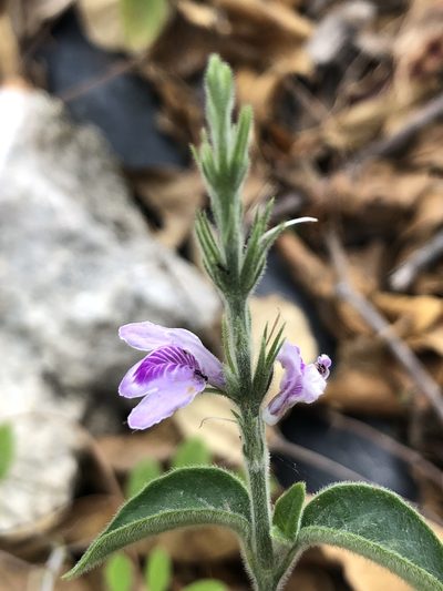 Dianthera breviflora, photographed by Skjold Søndergaard
