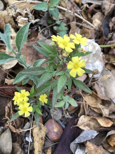 Oxalis frutescens, photographed by Skjold Søndergaard