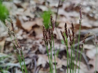 Carex pensylvanica, photographed by Gus