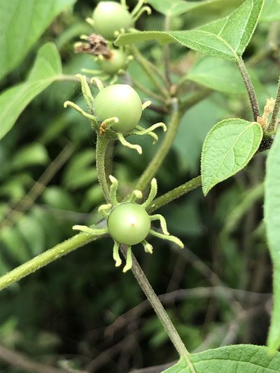 Lycianthes scandens, photographed by Skjold Søndergaard