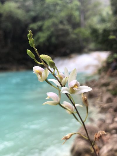 Bletia tenuifolia, photographed by Skjold Søndergaard