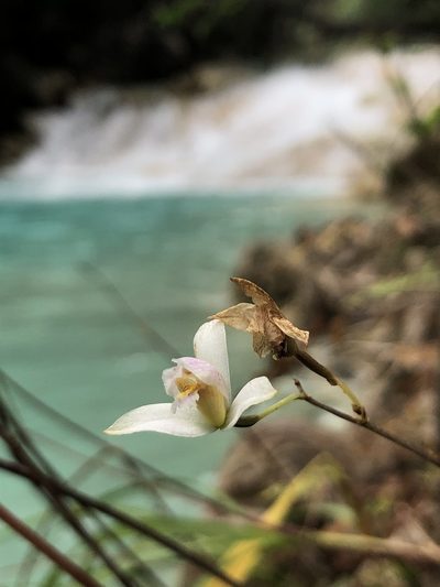 Bletia tenuifolia, photographed by Skjold Søndergaard