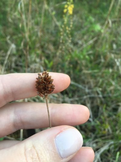 Xyris difformis, photographed by Jessica