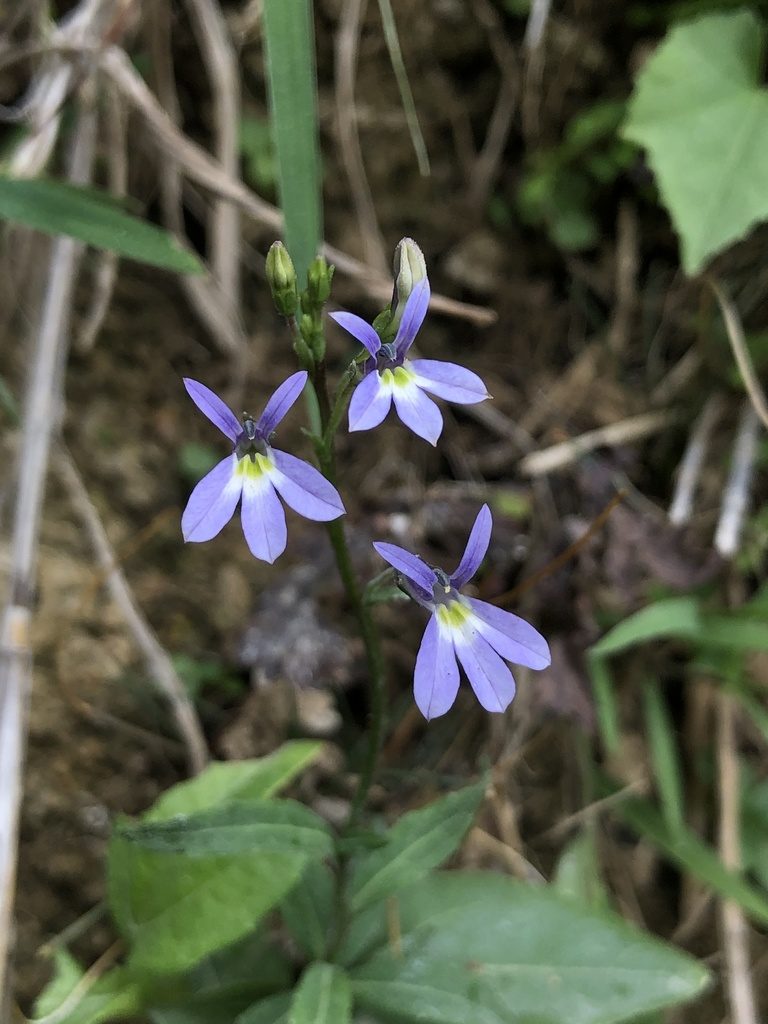 Diastatea micrantha, photographed by Skjold Søndergaard