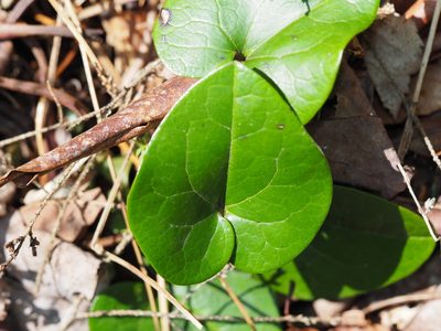 Asarum virginicum, photographed by Clay Gibbons