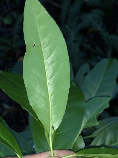 Croton verreauxii, photographed by Samuel Frankel