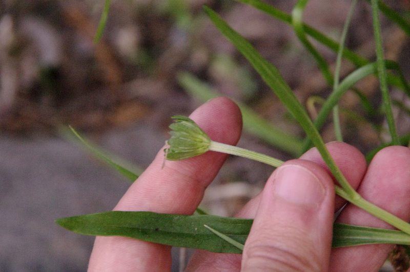 Marshallia obovata, photographed by Eric Knight
