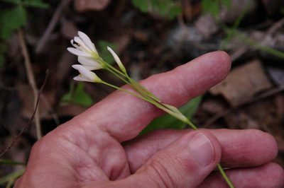 Nothoscordum bivalve, photographed by Eric Knight
