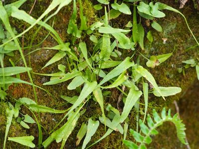 Asplenium rhizophyllum, photographed by Clay Gibbons