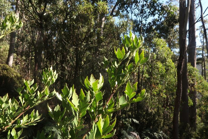 Phyllocladus aspleniifolius, photographed by Cowirrie