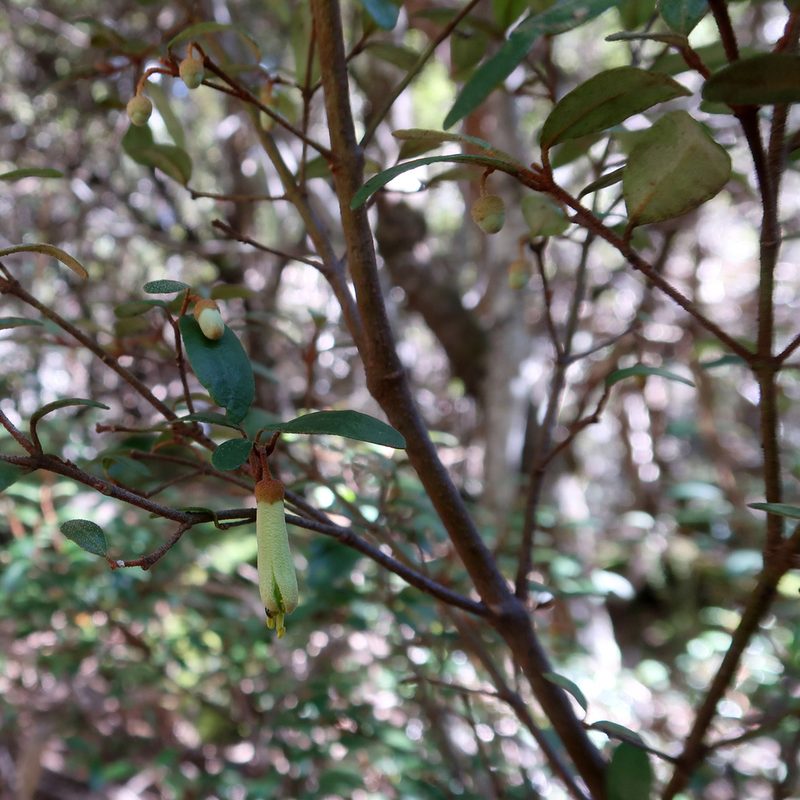 Correa lawrenceana, photographed by Cowirrie