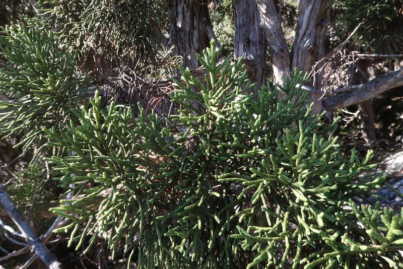 Athrotaxis cupressoides, photographed by Cowirrie