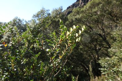Nothofagus cunninghamii, photographed by Cowirrie
