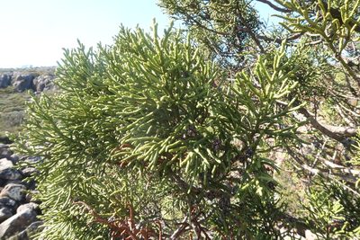 Athrotaxis cupressoides, photographed by Cowirrie