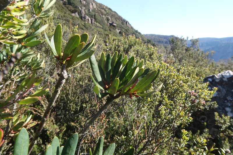 Telopea truncata, photographed by Cowirrie