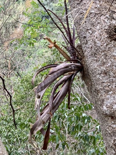 Billbergia pallidiflora, photographed by Line Juul Nielsen