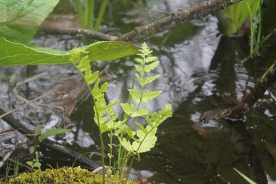 Dryopteris cristata, photographed by Violet T.