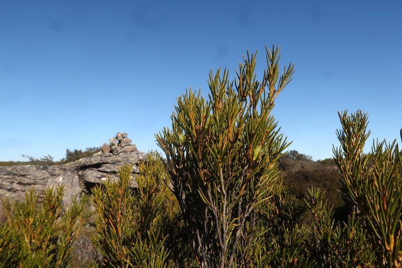 Orites acicularis, photographed by Cowirrie