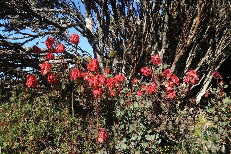 Bellendena montana, photographed by Cowirrie