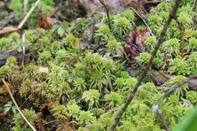 Sphagnum palustre, photographed by Violet T.