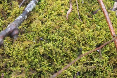 Thuidium delicatulum, photographed by Violet T.