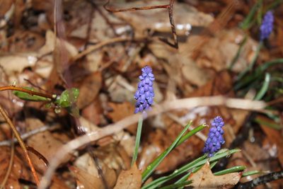 Muscari botryoides, photographed by Violet T.
