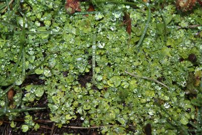 Alchemilla australis, photographed by Violet T.