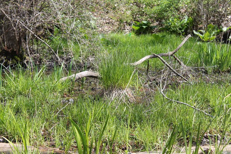 Carex stricta, photographed by Violet T.