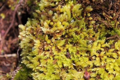Aulacomnium palustre, photographed by Violet T.
