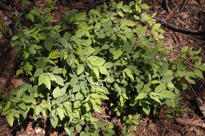 Lespedeza bicolor