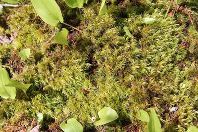 Dicranum scoparium, photographed by Violet T.