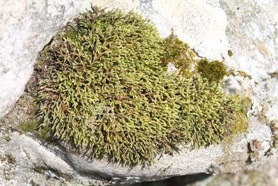 Hedwigia ciliata, photographed by Violet T.