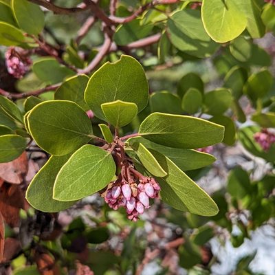Arctostaphylos patula, photographed by Dominic Gentilcore