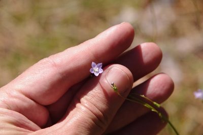 Wahlenbergia marginata, photographed by Eric Knight