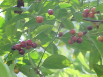 Smilax maritima, photographed by Nonbinary-Naturalist