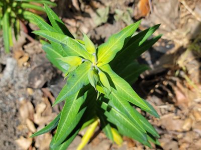 Euphorbia lathyris, photographed by Alex Heyman