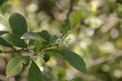 Ilex coriacea, photographed by Eric Knight