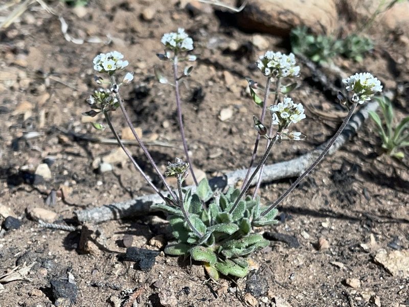 Tomostima cuneifolia, photographed by Robbie Hannawacker