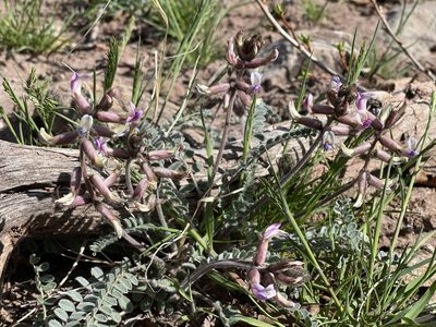 Astragalus mollissimus, photographed by Robbie Hannawacker