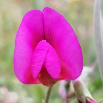 Lathyrus tingitanus, photographed by James C. Davis